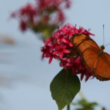 butterfly3