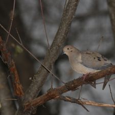 dove