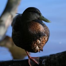 duck