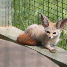 fox