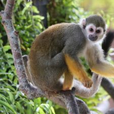 monkey