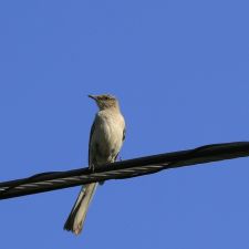 moonbird