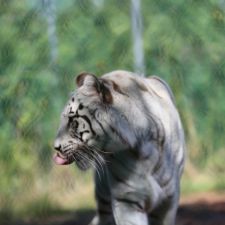 white-tiger
