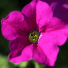 magenta-green-flower