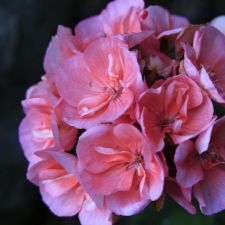 red-flowers