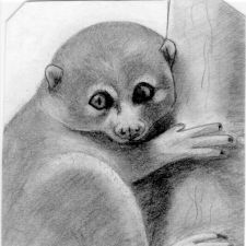 lemur